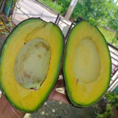 Premium Fresh Fuerte/Hass Avocados